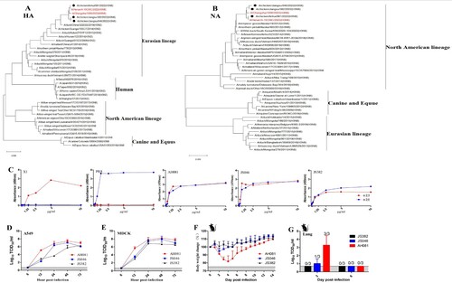 Figure 1. Phylogenetic trees of hemagglutinin (A) and neuraminidase (B) genes of the novel three H3N8 AIVs isolated from chickens in China, 2022. The trees were generated by maximum likelihood with the MAGE X software. The viruses from this study were labeled in black circles, the H3N8 AIVs that caused human infections in China were marked in red. Scale bars indicate branch length based on number of nucleotide substitutions per site. (C) Receptor-binding properties of the H3N8 viruses. The receptor binding of the H3N8 viruses was determined using various concentrations of sialic acid conjugated to biotinylated sialylglycopolymers (3′SLN and 6′SLN) via direct solid-phase binding assays, A/Chicken/Jiangsu/X1/2004(H9N2) (X1) and A/PuertoRico/8/1934(H1N1) (PR8) were selected as α-2,3 receptor and α-2,6 receptor controls, respectively. Growth kinetics of the H3N8 viruses in MDCK and A549 cells. MDCK and A549 cells were infected with each virus at an MOI of 0.001 (D and E). Supernatant samples were collected at 6, 12, 24, 48 and 72 hpi, and viral titers were measured in MDCK and A549 cells, respectively. Pathogenicity of the three H3N8 viruses in mice. Five-week-old BALB/c mice were infected intranasally with 105 TCID50 units of each virus. Percentage of bodyweight change of mice infected with each virus (F). The viral titers of the lungs of the infected mice collected at 3 and 6 dpi were measured in MDCK cells (G).