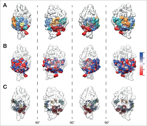 Figure 3. Modeling of SF3b components in the context of U11/U12 di-snRNP. (A) Segmented densities derived from SF3b complex (closed form) fitted into the 13.4 Å U11/U12 di-snRNP cryo-EM map (Fig. S22 and Supplementary Materials and Methods). The various colors represent the 7 SF3b components. (B) Confidence assessment of segmented SF3b densities by local cross-correlation. The local cross-correlation was calculated for each voxel between the fitted density of SF3b (9.7 Å) and the experimental density map of U11/U12 di-snRNP (13.4 Å) with a grid size of 5×5 ×5 Å. (C) Atomic level representation of SF3b components after fitting into the U11/U12 cryo-EM map (Fig. S23 and Video S3).