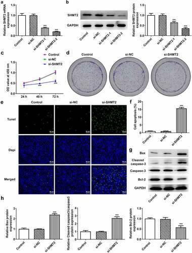 Figure 2. SHMT2 interference ameliorates the initiation of OSCC. (a-b) With the aid of RT-qPCR and western blot, the knockdown efficiency of SHMT2 was determined. (c-d) CCK-8 and colony formation assays appraised cell proliferation. (e-f) The relative apoptosis rate was estimated with the employment of TUNEL. (g-h) The expression of proteins linked to apoptosis was examined with the application of western blot. ***P < 0.001 vs. si-NC.