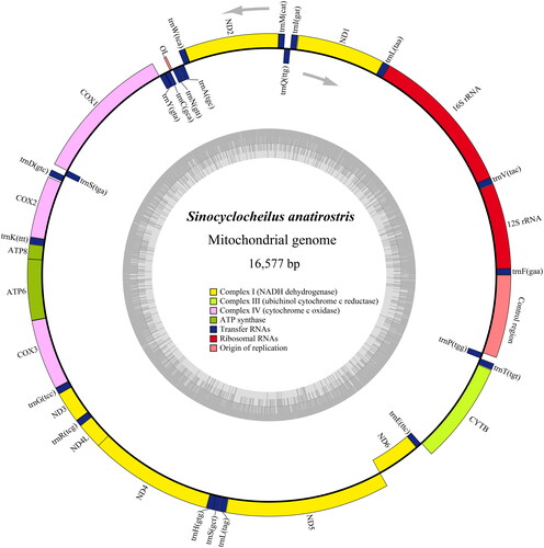 Figure 2. Genome map of S. anatirostris mitochondrial genome.