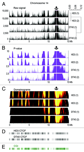 Figure 1. The distribution of NPRL3–4C signals, CGIs, and CTCF binding sites along chicken chromosome 14. (A) The distribution of the raw 4C signal in chromosome 14 obtained using the NPRL3 anchor in chicken HD3 and DT40 cells. The sequenced reads were aligned to the genome near HindIII sites. The distances along chromosome 14 are presented in Mb, according to the galGal4 assembly (UCSC). The values on y-axis represent the number of 4C reads calculated as described in Material and Methods section. The position of the viewpoint is indicated by the anchor sign above the graphs and by the vertical white line. The dendrogram to the right of the graphs shows the similarity between the biological replicates and the differences between the HD3 and DT40 cells. (B) Same as A, but P values are shown. The window with the most significant excess of signal over the background was chosen to determine the P value for each genomic position on chromosome 14 (see Materials and Methods). The y-axis shows the –log10 of the most significant P value for the chosen window. (C) Domainogram plotsCitation70 demonstrating the distribution of the NPRL3–4C signals along chromosome 14 in HD3 and DT40 cells. The intensity of the 4C signal (the fraction of restriction fragments with non-zero coverage) in small windows of variable size (3–200 HindIII restriction fragments) was compared with a large background window (300 HindIII restriction fragments). The color range represents the significances of the differences; the x-axis corresponds to the genomic coordinate and the y-axis shows the size of the small window (the higher the coordinate, the larger the window). (D) The distribution of the CTCF deposition sites along chicken chromosome 14. (E) The distribution of the annotated CGIs along chicken chromosome 14 (according to the galGal4 assembly).