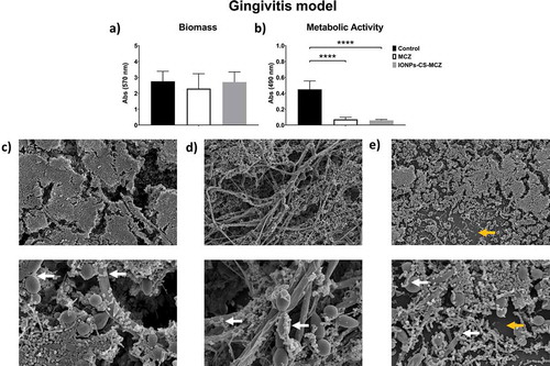 Figure 1. Results of XTT reduction assay (A), quantification of total biomass (B) and scanning electron microscopy (SEM) observation (C) for the gingivitis biofilm model untreated (control) and (D) treated with the miconazole (MCZ) only or (E) nanocarrier containing MCZ at 64 mg/L (IONPs-CS-MCZ) anaerobically for 24 hours. Magnification of the SEM images: 1,000x and 3,500x; Bars: 10 and 5 µm. Significant differences between the groups were calculated by one-way ANOVA with Tukey’s post-hoc test (* p < 0.05, **p < 0.01, *** p < 0.001, **** p < 0.0001). Results shown in A and B representative of a total of 9 values for each treatment e.g., three technical replicates from three separate experiments. White arrows represent adhesion of bacteria to yeasts/hyphae. Yellow arrows highlight the visible coverslip due to loss of biofilm biomass by IONPs-CS-MCZ.