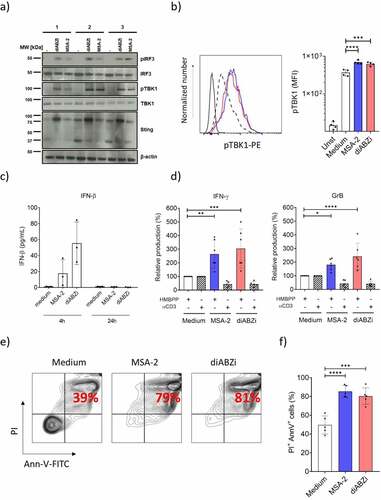 Figure 4. STING activation, co-stimulation and cell death induction in short-term expanded Vδ2 T-cell lines. Short-term γδ T cell lines expanded for 14 d contained ≥ 92% CD3+Vδ2+ γδ T-cells. a) Western blot analysis of STING expression and TBK1/IRF3 phosphorylation in response to STING ligands. Vδ2 T-cell lines were activated for 4 h with STING ligands and subsequently processed for Western blot analysis. Results with three different Vδ2 T-cell lines are shown. b) pTBK1 analysis by flow cytometry, same conditions as in (a). Left: representative histogram: MSA-2 (blue), diABZI (red); dotted histogram: medium control. Right graph: mean ± SD of four experiments. c) IFN-β secretion by STING ligand-activated Vδ2 T cells. Vδ2 T-cell lines were activated with MSA-2 or diABZI for 4 h (left) and 24 h (right). IFN-β in cell culture supernatants was measured by ELISA. Mean ± SD of three experiments. d) Vδ2 T-cell lines were cultured in medium or presence of 10 nM HMBPP or immobilized anti-CD3 mAb, and additional presence of absence of MSA-2 or diABZI. Supernatants were collected after 24 h and analyzed by ELISA for IFN-γ and GrB. Mean ± SD of six experiments. e,f) Vδ2 T-cell lines were cultured for 24 h in medium or with MSA-2 or diABZI as indicated. Cell death was analyzed by Annexin V/PI staining and FACS analysis. e) Representative dot plot of Annexin V-FITC and PI staining. f) Mean ± SD of five experiments. Ligand concentrations in all experiments were 25 µM MSA-2 and 100 nM diABZI. Statistical significance: * p < .05, ** p < .01, *** p < .001 and **** p < .0001.