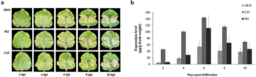 Figure 2. Day optimization of anti-BoNT mAbs expressed in N. benthamiana. (a) Development of necrosis in Agrobacterium-infected tobacco leaves on days 2, 4, 6, 8, and 10 after infiltration (dpi). MAb expression induced necrotic symptoms at the inoculation leaf spot. (b) ELISA was used to determine the mAb yield in crude extracts from 2, 4, 6, 8, and 10 dpi.
