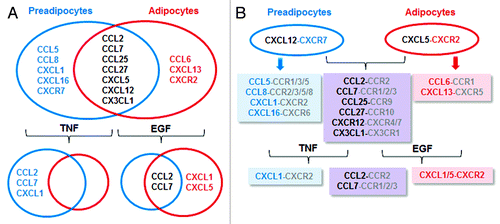 Figure 6. Schematic proposal for chemokine networks between preadipocytes and adipocytes. (A) Chemokine networks during 3T3-L1 cell adipogenesis and TNF- and EGF-responsive chemokines between preadipocytes and adipocytes. (B) Differential development of chemokine networks between preadipocytes and adipocytes and TNF- and EGF-potentiated chemokine-receptor axes. Black letters, common chemokines for both preadipocytes and adipocytes; blue letters, preadipocyte-derived chemokines; red letters, adipocyte-derived chemokines; gray letters, expected chemokine receptors for chemokines.