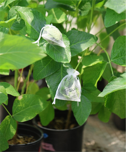 Figure 1. Soybean leaf with a 2nd instar FAW larvae enclosed in a mesh bag.