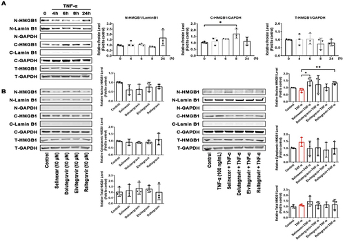 Figure 3 Effect of antiretroviral and selinexor treatment on nuclear export of HMGB1 in the PC9 cell line. (A) PC9 cells were treated with TNF-A (100ng/mL) to induce nuclear export of HMGB1, using different time intervals. Proteins from the nucleus and cytoplasm were separated and HMGB1 was detected by Western blotting. (B) PC9 cells were pre-treated with selinexor or antiretroviral drugs for 30 minutes and cells were then exposed to TNF-A (100 ng/mL) for 8 hours. Proteins from the nucleus and cytoplasm were separated and HMGB1 was detected by Western blotting. Data were analyzed using unpaired t-test comparisons.*P <0.05, **P <0.01, comparison between two groups marked with horizontal lines.