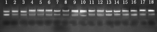 Figure 2. Agarose gel electrophoresis of total RNA extracted from 18 recalcitrant plant tissues by the modified protocol.Note: Lanes 1–3: tea (bud, young leaf and fully expanded leaf, respectively); Lanes 4–6: loquat (terminal bud, young leaf and adult leaf, respectively); Lanes 7 and 8: loblolly pine (young needle and adult needle); Lanes 9 and 10: lychee (young leaf and adult leaf); Lanes 11 and 12: rose (young petal and adult petal); Lanes 13 and 14: taxus (young leaf and adult leaf); Lanes 15 and 16: ginkgo (young leaf and adult leaf); Lane 17: cactus cladode; Lane 18: curacao aloe leaf.