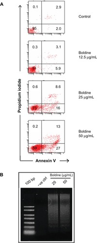 Figure 3 Flow cytometry and DNA ladder analysis of boldine-treated MDA-MB-231 cancer cells. (A) Apoptosis assay by flow cytometry analysis. MDA-MB-231 cells treated with different concentrations of boldine were collected and stained with Annexin V and propidium iodide followed by flow cytometry analysis. Numbers shown are percentages of cells in each quadrant. (B) Electrophoresis separation of isolated total DNA from control and boldine-treated MDA-MB-231 cells after 24 hours.