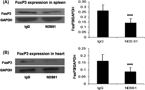 Figure 3. NDS61 administration significantly reduced Tregs in preconditioned rats. Preconditioned rats were injected with NDS61 or control IgG on day-1, before 30-min myocardial ischemia. Just before 30-min myocardial ischemia, FoxP3 expression in the Spleen (A) and heart (B) were measured by Western blotting analysis. Data are presented as the mean ± S.D.; ***p < 0.001 compared to IPC/IR-IgG. IPC, ischemic preconditioning; IR, ischemia-reperfusion injury; Treg, regulatory T.