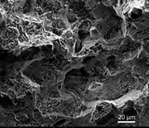 Figure 12. Micro voids nucleation failure in cut surface of S8 after compression test.