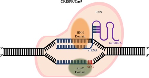 Figure 1. CRISPR-Cas9 system generating DSBs to edit genes. The CRISPR-Cas9 system has sgRNA that recognizes the target and RuvC, HNH domains, which are the nuclease domains that cleave the DNA.