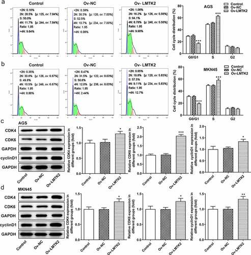 Figure 7. (a) Images of nude mice and tumors. (b) The weights of the mice were recorded every 2 days. (c) The sizes of the tumors were recorded every 2 days. (d) The weights of the tumors were recorded on the last day of the experiment. (e) The expression levels of proteins associated with the cell cycle (CDK4, CDK6 and cyclin D1) or with proliferation (Ki67 and PCNA) were determined in tumor tissue samples using western blotting. (f) The expression levels of GSK-3β, p-GSK-3β, β-catenin (nucleus) and lamin B1 were determined in tumor tissue samples using western blotting. ***P < 0.001, **P < 0.01, *P < 0.05.