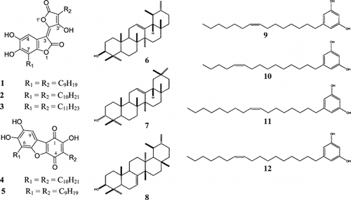 Figure 1 Parathesilactone A, B, C (1–3) and parathesiquinone A, B (4–5). Structures of isolated compounds: Triterpenes (6–8) and Alkenylresorcinols (9–12).