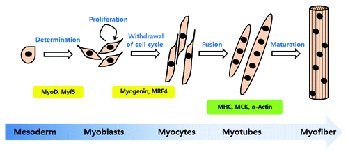 Figure 1. The steps of myogenic differentiation. Myoblasts originate from the mesoderm and are converted to skeletal muscle lineage myoblasts after MyoD and Myf5 expression. First, myoblasts enter the cell cycle and proliferate. When the growth factor or mitogen from myoblast cultures is withdrawn, proliferating cells exit from the cell cycle and initiate differentiation. Myogenin and MRF4 are involved in the initiation of differentiation. In this step, myoblasts changed to an elongated shape and are called myocytes. Myocytes fuse with neighboring cells into multinucleated myotubes. The multinucleated myotubes express the muscle specific proteins, MHC (myosin heavy chain), muscle creatine kinase (MCK) and α-actin. The mature form of myotubes is turned to myofiber.