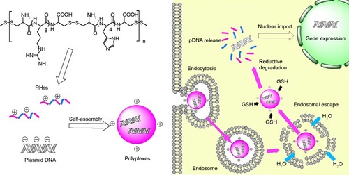 Figure 1 Disulfide cross-linked chimeric polypeptide RHss tends to self-assemble with pDNA into polyplexes based on electrostatic interactions.Notes: After cellular uptake by endocytosis, the polyplexes were primarily localized in the endosome and then they achieved endosomal escape based on the “proton sponge effect” mediated by the histidine moiety. The disulfide bonds in RHss were cleaved in the reductive environment of the cytoplasm, and pDNA was released after dissociation of RHss/DNA polyplexes. The exogenous gene could express in the nucleus.Abbreviations: GSH, glutathione; pDNA, plasmid DNA; RHss, reducible chimeric polypeptide containing two functional peptides: octa-d-arginine and tetra-l-histidine peptides.