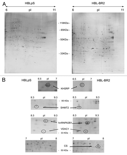 Figure 1 Representative images of nuclear-enriched proteome profile of BRCA1-expressing and silenced cells. (A) Nuclear-enriched protein fractions of HBLpS (left) and HBL-BR2 (right). were separated according to pI using 13 cm IPG strips (pI range 6–11), followed by 10% SDS-PAGE and silver staining. Approximate molecular mass (kDa, vertical axis) and pI values (orizontal axis) are indicated. (B) Cropped images of the differentially expressed species between HBLpS (left) and HBL-BR2 (right) identified by MALDI-TOF PMF analysis, as reported in Table 1. Approximate molecular mass (kDa) and isoelectric point (pI) are shown.