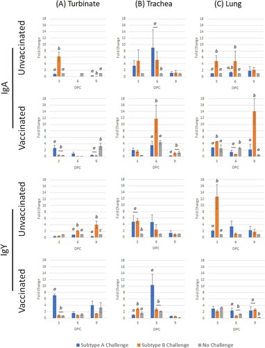 Figure 3. Expression profile of IgA and IgY genes in turbinate, trachea and lung tissues in unvaccinated or vaccinated broiler chickens challenged with either subtype A or subtype B aMPV. Data are shown as fold change when compared to the unvaccinated-unchallenged (control) group. Significant differences in fold change between groups are shown with different letters. Samples with a fold change value ≥ 2 or ≤ 0.5 were considered as biologically relevant.