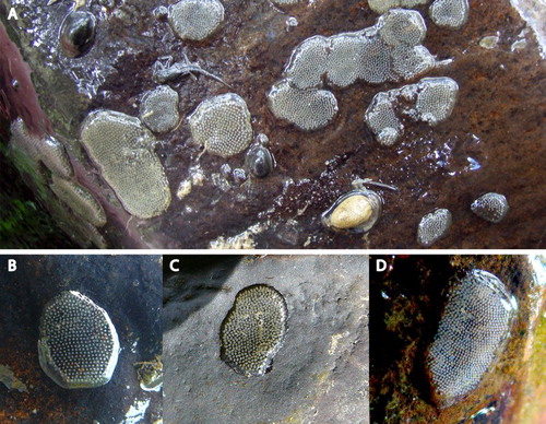 Figure 20. Hydrobiosidae (Trichoptera) egg masses. A, Egg mass aggregation; B, Hydrobiosis umbripennis; C, Hydrobiosis soror; D, Psilochorema sp.