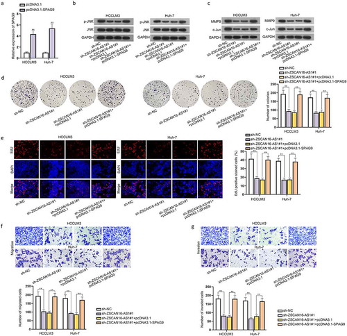 Figure 7. ZSCAN16-AS1 regulates SPAG9 to activate the JNK pathway and facilitate HCC cell growth. A) Expression of SPAG9 in HCCLM3 and Huh-7 cells was detected using RT-qPCR after transfection of pcDNA3.1-SPAG9. B-C) Rescue experiments were performed in HCCLM3 and Huh-7 cells transfected with sh-NC, sh-ZSCAN16-AS1#1, sh-ZSCAN16-AS1#1+ pcDNA3.1 and sh-ZSCAN16-AS1#1+ pcDNA3.1-SPAG9. Western blot was performed to detect the protein levels of p-JNK, MMP9, JNK and c-Jun in HCCLM3 and Huh-7 cells under different conditions. D-E) Colony formation and EdU assays measured the proliferation of HCCLM3 and Huh-7 cells. F-G) Transwell assays measured the migration and invasion of HCCLM3 and Huh-7 cells. **P < 0.01