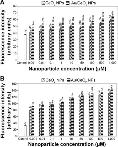 Figure 7 Formation of intracellular reactive oxygen species after 24 hours (A) and 48 hours (B) of incubation with nanoparticles. Data with alphabetical letters (A–Q and a, b) indicate statistically significant values (P<0.05).Abbreviations: Au, gold; CeO2, cerium oxide; Au/CeO2, gold-coated cerium oxide; NPs, nanoparticles.