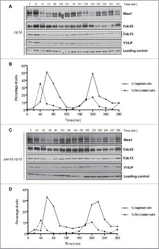 Figure 5. Inactivation of Clp1 and PP2APab1 does not show additive effects upon phosphorylation of Wee1 or Cdc25. (A, C) Western blots of Wee1, Cdc25, Cdc13, and Cdk1 inhibitory phosphorylation during the cell cycle in clp1Δ and pab1Δ clp1Δ cells synchronized by centrifugal elutriation. A background band was used as a loading control. (B, D) A fluorescence microscopy assay using DAPI and calcofluor was used to determine the percentage of binucleated cells and cells undergoing septation.