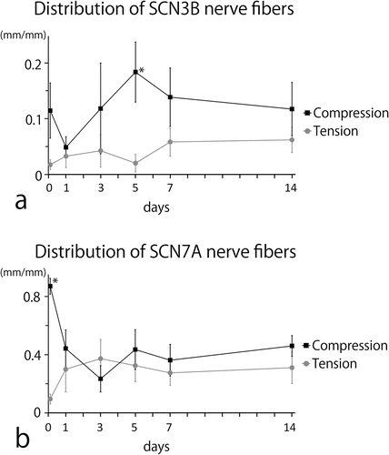 Figure 6. Line graphs showing the distribution of sodium voltage-gated channel beta subunit 3-immunoreactive (SCN3B-IR) (a) and alpha subunit 7-immunoreactive (SCN7A-IR) (b) nerve fibres on days 0–14 of experimental tooth movement (four mice per stage).