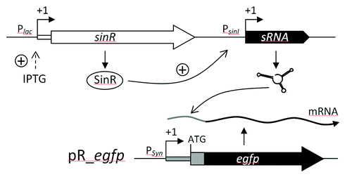 Figure 5. sRNA pulse overexpression construct based on IPTG inducible expression of sinR which activates PsinI-driven sRNA gene expression. The effect of sRNA overproduction is monitored applying a reporter construct based on plasmid pR_egfp.Citation40 PSyn is a constitutive promoter derived from Plac.