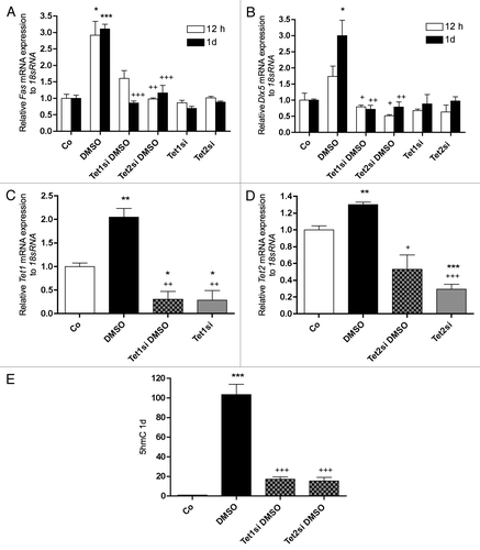 Figure 9.Fas and Dlx5 expression and global 5-hmC status after Tet1 and Tet2 knock down by siRNA. mRNA expression of Fas (A) was already significantly increased after 12 h of 1% DMSO treatment whereby the Dlx5 expression (B) showed only a trend. After 1 d, 1% DMSO significantly increased the expressions of both genes. Upregulation of Fas (A) as well as of Dlx5 (B) mRNA expression by 1% DMSO was depleted at both times measured by siRNA knock down of Tet1 or Tet2 expression. Sole treatment of the cells with Tet1 or Tet2 siRNA had no effect on the expression of both genes. Efficiency of Tet1 mRNA depletion by Tet1 and Tet2 siRNA is shown in figure C and figure D, respectively. Effect of Tet1 or of Tet2 knock down was measurable on global 5-hmC level (E). When compared with 1% DMSO treated cells suppression of Tet1 or Tet2 expression clearly decreased 5-hmC levels (E). To analyze mRNA expressions, RNA was isolated and analyzed by qRT-PCR. Gene expressions were normalized to 18S rRNA. Treated probes are referred as fold change to untreated control (Co). Results are represented as mean +/− SD *or +, p < 0.05; ** or ++, p < 0.01; *** or +++, p < 0.001; n = 3. + refers to DMSO treated samples. Significances were calculated by Student t-test.