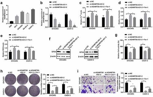 Figure 1. Knocking down long non-coding RNA ADAMTS9-AS1 could inhibit epithelial ovarian cancer cells proliferation and migration by promoting ferroptosis. (A). The long non-coding RNA ADAMTS9-AS1 (ADAMTS9-AS1) expression in different epithelial ovarian cancer cells (including ES-2, OVCAR3, SK-OV-3, and CAOV-3) and human ovarian surface epithelial cell line OSE cells was detected by quantitative real-time polymerase chain reaction (qRT-PCR). N = 3, one-way analysis of variance. (B). Interference effect of ADAMTS9-AS1 in OVCAR3 and CAOV-3 cells after transfection with siRNA negative control (si-NC), siRNA 1 target ADAMTS9-AS1 (si-ADAMTS9-AS1-1), or siRNA 2 target ADAMTS9-AS1 (si-ADAMTS9-AS1-2) for 24 h was measured by qRT-PCR. N = 3, one-way analysis of variance. (C-I) OVCAR3 and CAOV-3 cells were firstly transfected with si-NC or si-ADAMTS9-AS1-2 for 24 h, followed with or without 30 nM ferroptosis inhibitor Fer-1 treatment for another 48 h. Then Iron assay kit was used to determine Fe2+ (C) and Iron (D) expressions; ROS assay kit was used examine ROS expression (E); Western blotting detected glutathione peroxidase 4 (GPX4) expression (F); Cell Counting Kit-8 was used to detect cells viability (G); Clone formation assay examined proliferation ability, left is the representative pictures and right is the analysis from three dependent experiment (H) Transwell assay measured migration ability, left is the representative pictures and right is the analysis from three dependent experiment (I). N = 3, one-way analysis of variance. * P < 0.05.