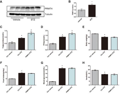 Figure 1 PRMT4 is upregulated and results in increased serum triglycerides in mice with streptozotocin-induced diabetes.Notes: (A and B) PRMT4 expression in epididymal white adipose tissue (eWAT) of mice with streptozotocin (STZ)-induced diabetes compared with that of control mice. (C and D) Levels of serum triglycerides and free fatty acids (FFAs) in vehicle-injected adeno-associated virus (AAV)-infected control mice (Ctrl-vehicle), STZ-injected AAV-infected control mice (Ctrl-STZ), and STZ-injected AAV-PRMT4-infected mice (PRMT4-STZ). Additionally, the body weight (E), food intake (F), blood glucose (G), and serum insulin (H) were tested in the three groups of mice (n=6). *P < 0.05 indicates a significant difference between the Ctrl-STZ and Ctrl-vehicle groups. #P < 0.05 indicates a significant difference between the PRMT4-STZ and Ctrl-STZ groups.