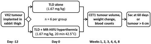 Figure 1. Study design. Rabbits bearing Vx2 thigh tumours were randomised into groups that received either 1.67 mg/kg of TLD alone, or 1.67 mg/kg of TLD plus mild hyperthermia using a clinical MR-HIFU system. Tumour volume was followed on contrast enhanced T1-weighted MRI; body weight and blood counts were monitored for toxicity. Sac, sacrificed; TLD, thermosensitive liposomal doxorubicin.