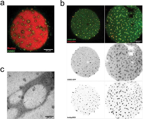 Figure 2. (a) Confocal image of an adipocyte stained with antibody against CIDEC (green) and Bodipy 493/503 (shown in red). (b) Confocal images of cells over-expressing CIDEC-GFP (green) stained with Bodipy colour-shifted into far red (Bodipy 665/676) (red). (ab) Scale bar = 20 µm. (c) Electron micrograph of cells exhibiting the droplet cluster phenotype, high-pressure frozen and labelled with immunogold against CIDEC (gold particles indicated with arrows)