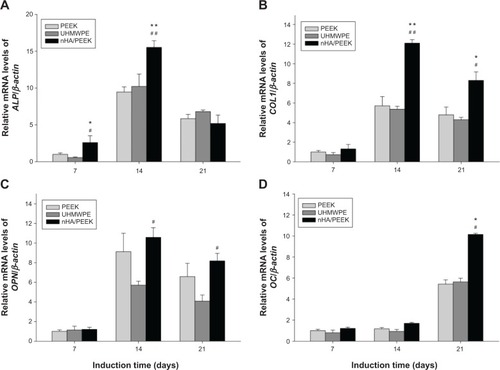 Figure 11 Expression of osteogenic differentiation-related genes of MC3T3-E1 cells on the samples assessed by real-time polymerase chain reaction.Notes: (A) ALP, (B) COL1, (C) OPN, and (D) OC. The data shown are the mean expression relative to β-actin expression and are normalized with respect to the expression on PEEK at 7 days. *Significant difference compared with PEEK (P<0.05); **significant difference compared with PEEK (P<0.01); #significant difference compared with UHMWPE (P<0.05); ##significant difference compared with UHMWPE (P<0.01).Abbreviations: ALP, alkaline phosphatase; COL1, type I collagen; mRNA, messenger ribonucleic acid; nHA/PEEK, nano-hydroxyapatite/polyetheretherketone; OPN, osteoprotein; OC, osteocalcin; PEEK, polyetheretherketone; UHMWPE, ultra-high-molecular-weight polyethylene.