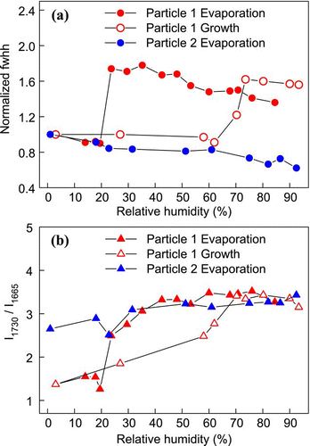 FIG. 10 Changes in (a) the normalized fwhh of the sulfate peak (980 cm− 1) and (b) the intensity ratio of the C = O double-peak (I1730/I1665) of AS-MA mixed particles through a humidity cycle. (Figure provided in color online.)
