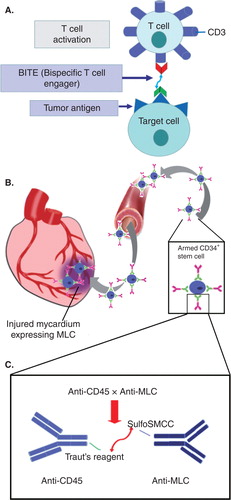Figure 1. (A) Bispecific T cell engager antibodies are designed to exclusively target T cells and transiently engage activated T-cells for lysis of selected cancerous cells. (B) Bispecific antibodies were armed with CD34+ stem cells prior to intravenous infusion. After infusion, armed CD34+ stem cells could target the injured myocardium, which expressed an injury biomarker MLC. (C) Anti-CD45 antibody was modified with Traut’s reagent and anti-MLC was modified with sulfosuccinimidyl 4-(N-maleimidomethyl) cyclohexane1-carboxylate (SulfoSMCC); mixture of the two and overnight crosslinking produced a BiAbs with anti-CD45 × anti-MLC specificities.
