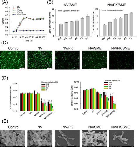 Figure 1 Determination of anti-C. acnes activity in planktonic or biofilm forms by liposomes: (A) the time-killing curves of liposomes during 108 h; (B) the diameter of inhibition zone (mm) after liposome treatment in the agar plate; (C) confocal image of live C. acnes stained with SYTO 9 after liposome treatment; (D) C. acnes CFU outside and inside the biofilm after liposome treatment; and (E) the biofilm structure observed by SEM after liposome treatment. All data are presented as the mean of three experiments±S.E.M. ***p < 0.001, **p < 0.01, or *p < 0.05 as compared to the untreated control group.