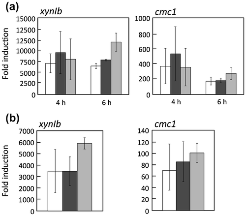 Fig. 4. Expression of xynIb and cmc1 in response to 1% (w/v) beechwood xylan (a) and 1% (w/v) xylose (b) in MR12 (white bars), ΔdppIV (black bars), and dppIV+ (gray bars).