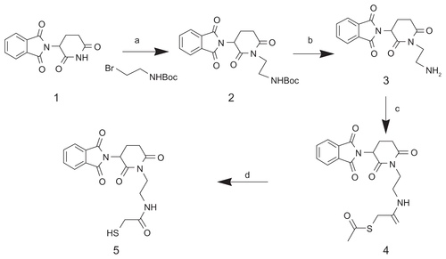 Figure S1 Synthesis of thalidomide analogs. Reagents and conditions are the following: (a) 2-(Boc-amino) ethyl bromide, trifluoroacetic acid, room temperature, 12 hours; (b) trifluoroacetic acid in CH2Cl2, 4 hours; (c) SATA, phosphate-buffered saline, 2 hours; (d) NH2OH, ethylenediamine tetra-acetic acid, phosphate-buffered saline.