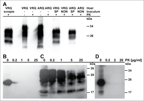 Figure 2. Immunoblots of samples inoculated into transgenic mice and of brain material from transgenic mice. (A) PrPSc in brains of tgshpXI (ARQ) and tg338 (VRQ) mice, inoculated with scrapie PrPSc, after spontaneous fibrillation of ovrecPrP(25‑233) (SP), or with non-fibrillated ovrecPrP(25‑233) (NON), respectively, with (+) or without (−) digestion with 50 μg/ml PK for 2 h at 37°C. Only mice inoculated with fibrillated ovrecPrP(25‑233) show PK-resistant PrP27‑30 identical to scrapie PrP27‑30. (B) Spontaneously fibrillated ovrecPrP(25‑233) after digestion with increasing concentrations of PK for 1 h at 37°C does not show any PK-resistance. (C) For comparison, PrPSc-seeds are depicted as characterized by a partial PK-resistance even at high PK-concentrations. (D) PrPSc-seeded ovrecPrP(25‑233) after digestion with increasing concentrations of PK for 1 h at 37°C does not show any PK-resistance. In light of the 300-fold excess of ovrecPrP(25‑233) during seeded fibrillation (see Materials and Methods for details), the undigested PrPSc-specific bands are too weak to show any PK-resistance after digestion. Any atypical PrP-bands were not observed. Apparent molecular masses based on migration of protein standards are indicated in kDa.