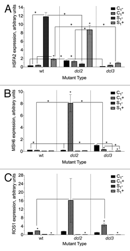 Figure 6. Expression of (A) HSFA2 (B) MSH6 (C) ROS1 in F1 progeny of wild type (15D8) and mutant (dcl2 and dcl3) plants exposed to heat and control plants. Y-axis shows arbitrary units of gene expression, standardized to tubulin. “C1” – the progeny of plants grown at normal conditions in F0. “S1” – the progeny of plants exposed to heat in F0. “+” and “-” indicate exposure to stress or growth in uninduced conditions, respectively. Bars show standard error of the mean (SEM) calculated from 3 technical repeats. Asterisks (*) indicate a significant difference between control (-) and stress (+) with the same parental treatment, between different treatments (C1 vs S1) or between different mutants, as calculated using a t test (P ≤ 0.05).