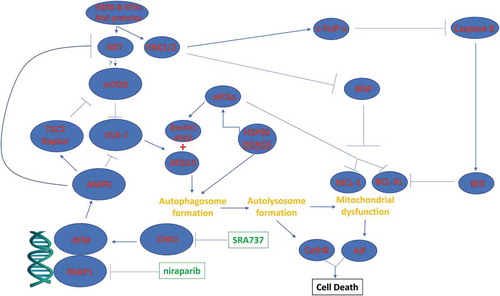 Figure 12. Possible molecular mechanisms by which SRA737 and PARP1 inhibitors interact to kill tumor cells. As a PARP1 inhibitor, niraparib facilitates a lack of DNA damage repair. SRA737 is a CHK1 inhibitor that can dysregulate cell cycle checkpoints and cause a compensatory activation of ATM. ATM signals to activate the AMPK. AMPK signaling inactivates RAPTOR and TSC2 resulting in the inactivation of mTORC1 and mTORC2. Downstream of mTOR is the kinase ULK-1; the drug combination via AMPK promotes ULK-1 S317 phosphorylation which activates the kinase; the drug combination via mTOR inactivation reduces ULK-1 S757 phosphorylation which also activates the kinase. Activated ULK-1 phosphorylates ATG13 which is the key gate-keeper step in permitting autophagosome formation. Enhanced eIF2α signaling reduces the transcription of proteins with short half-lives such as c-FLIP-s, MCL-1 and BCL-XL, and enhances expression of Beclin1. Enhanced Beclin1 expression converges with elevated ATG13 phosphorylation to produce high levels of autophagosome formation that acts to increase autophagosome production and their subsequent fusion with lysosomes. Cytosolic release of cathepsin proteases converges with to cleave BID and cause mitochondrial dysfunction. Tumor cell killing downstream of the mitochondrion was mediated by AIF and not caspases 3/7.