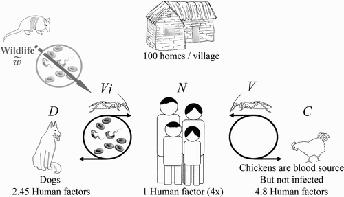 Figure 1. Schematic of the major variables in the model. It depicts the interactions among the vectors (V), the infected vectors (V i ), and the various blood sources. While chickens (C) are a preferred blood source (4.8×over humans (N)), they cannot harbour the parasite. Dogs (D) are preferred over humans (2.45×) and play a significant role in transmission. Housing plays a role in providing reservoirs for vectors to survive insecticide treatment. Wildlife [wtilde] also can contribute to perpetuate disease transmission, but was not considered in the simulations.