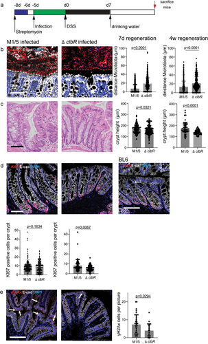 Figure 3. Colibactin delays tissue regeneration upon injury.