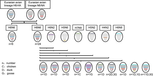 Figure 5. Evolutionary pattern of the isolated H6N6 viruses. Novel H6N6 viruses isolated from domestic chickens, ducks, and geese. The eight gene segments of the viruses are represented by horizontal bars: PB2, PB1, PA, HA, NP, NA, M, and NS.