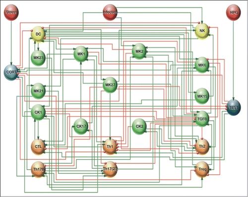 Figure 2. A fine-grained model of immune cell signaling. A detailed circuit logic representation of immune cell signaling including the T-helper 1 (Th-1), 2, (Th2), 17, (Th17) as well as regulatory T-cell signaling (Treg) and their interface with sex and stress hormone regulation as proposed by Fritsch et al. (2013).Citation11