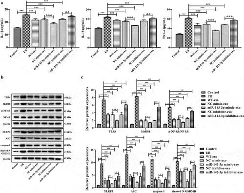 Figure 8. Effects of miR-143-3p in BMSC-exo on pyroptosis pathway in I/R model mice. (a) the expressions of IL-1β, IL-18 and TNF-α were detected by ELISA. (b) protein expressions of TLR4, MyD88, p-NF-кB, NF-кB, NLRP3, ASC, caspase-1 and cleaved-N-GSDMD were detected by western blot analysis. (c) Densitometry analysis of the protein expression. Data were shown as mean ± SD. *P < .05, **P < .01 and ***P < .001, compared with the control group; #P < .05, ##P < .01 and ###P < .001, compared with the I/R model group; &P < .05, &&P < .01 and &&&P < .001, compared with the NC mimic-exo or NC inhibitor-exo group.