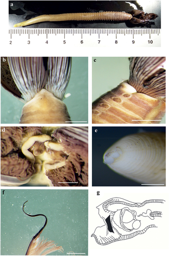 Figure 8. Myxicola giuliae. (a) entire worm; (b, c) peristomial ring, ventral and lateral view; (d) complex of ventral and dorsal lips; (e) pygidium; (f) radiolar tip; (g) scheme of radiolar section. Scale bars: b, c, f = 2 mm; d = 1 mm; e = 0.5 mm.