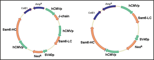Figure 1 Expression vectors expressing the SM-6 (J+) and SM-6 (J−) IgM. The heavy chain (HC), light chain (LC) and J chain are all expressed from the hCMV promoter.