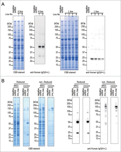 Figure 2. Expression of anti-CD20 mAb in transgenic silkworms. (A) The protein lysates extracted from MSGs of H line or L line transgenic silkworms were separated by SDS-PAGE followed by staining with CBB or by western blotting with an anti-Human IgG(H+L) antibody. The protein lysates extracted form MSGs of transgenic silkworms that harbored only the Ser1-GAL4 construct were used as negative controls. The numbers above the gels or western blots indicate the line number of each transgenic strain. (B) The protein lysates extracted form MSGs or cocoons of the H+L line transgenic silkworms were separated by SDS-PAGE under reducing or non-reducing conditions. Gels were stained with CBB or subjected to protein gel blotting using an anti-Human IgG(H+L) antibody. The lysates obtained from the transgenic silkworms harboring only the Ser1-GAL4 construct were used as a negative control.